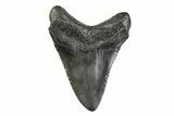 Fossil Megalodon Tooth - South Carolina #341403-1